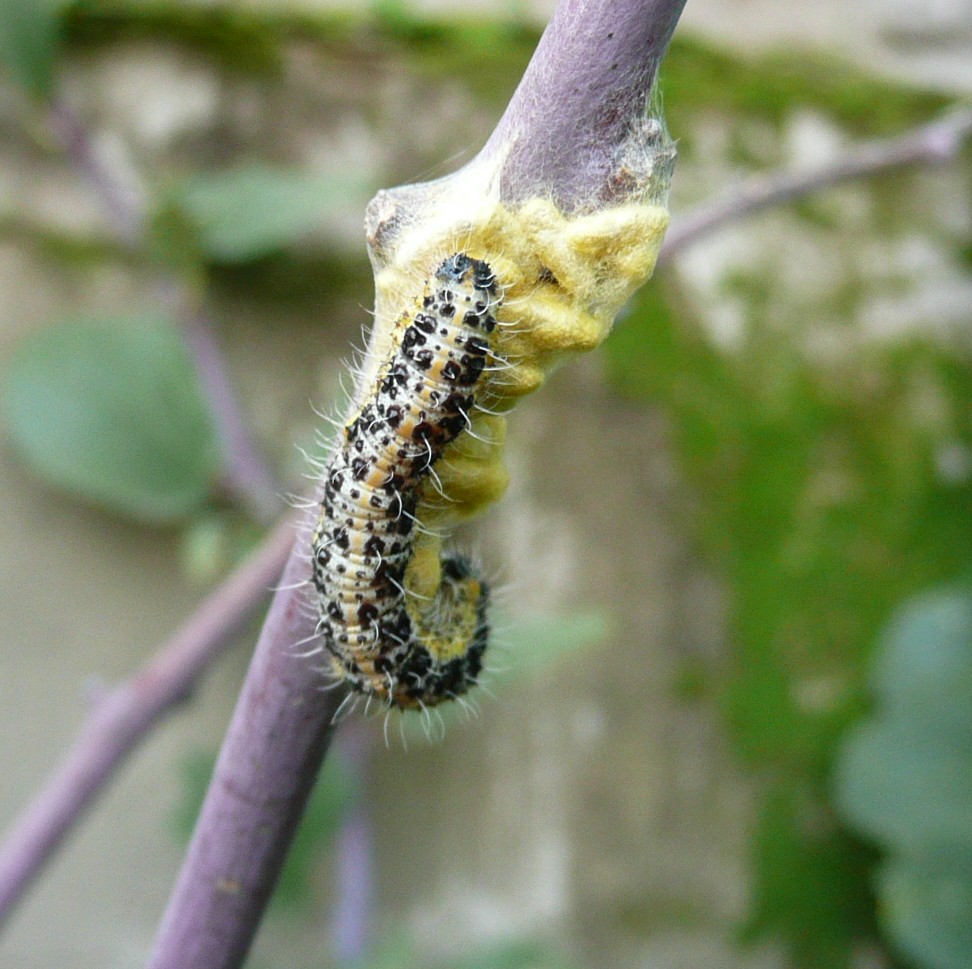 Pieris brassicae?